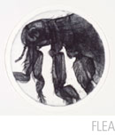 Flea