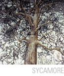 Sycamore